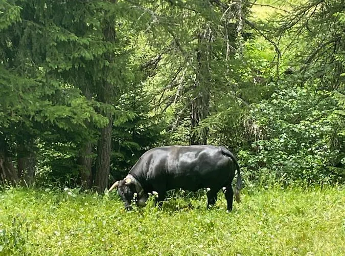 Ideally Located 3.5 Flat Apartment Leukerbad